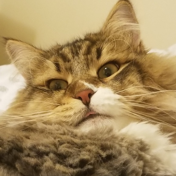 Meet Toffee! - Picture 3 of 8